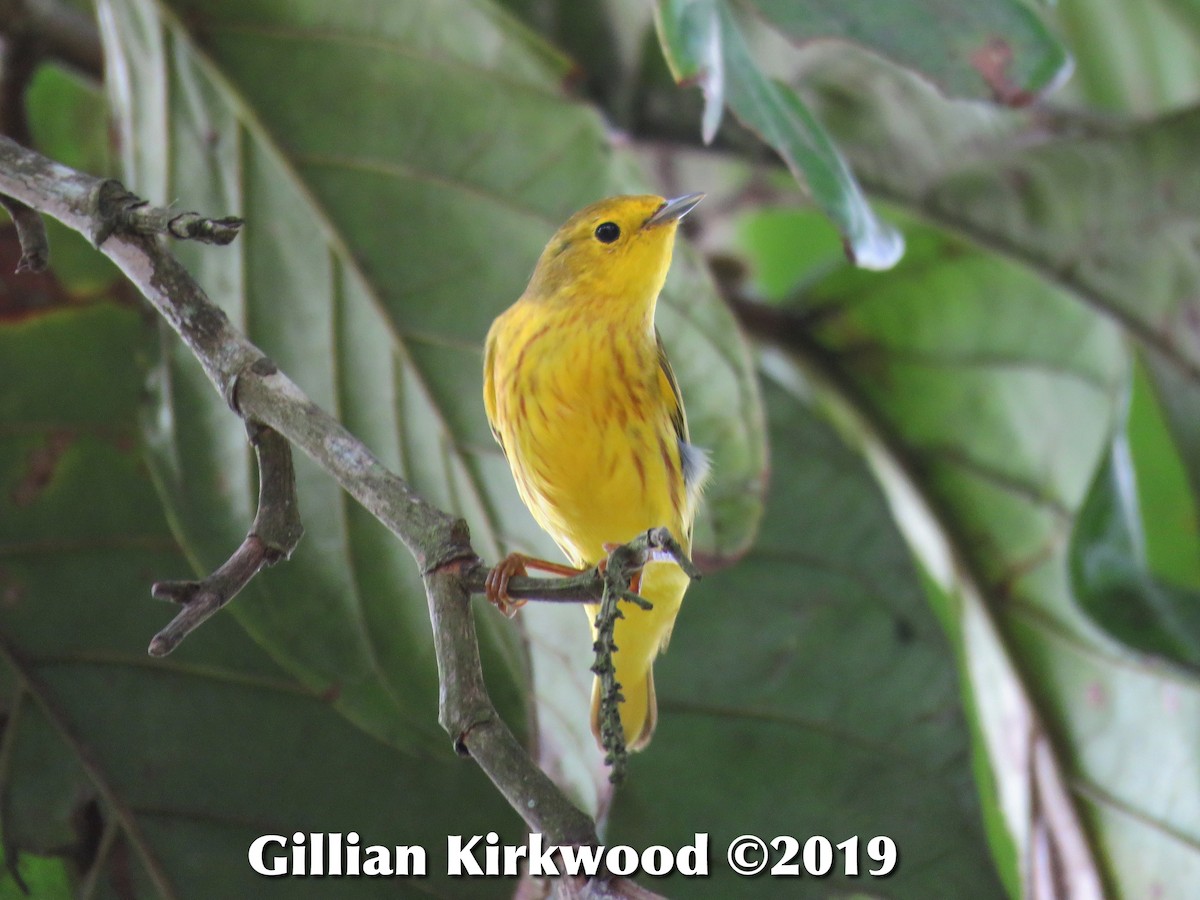 Yellow Warbler - Gillian Kirkwood