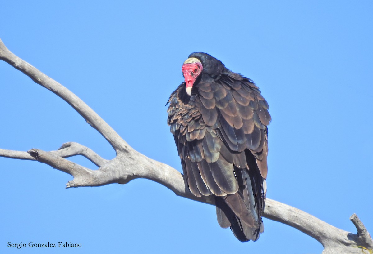Turkey Vulture - Sergio González Fabiano