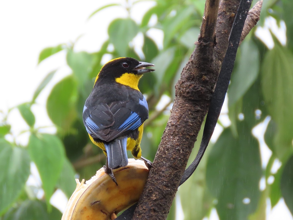 Blue-winged Mountain Tanager - ML141676891