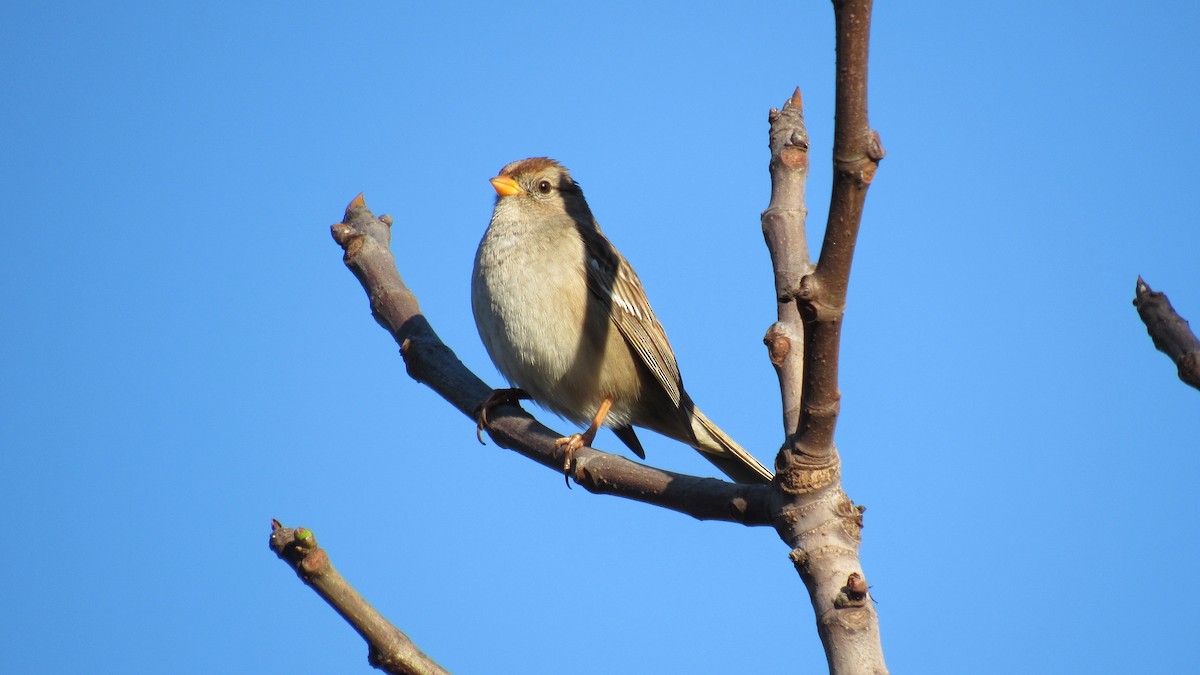 White-crowned Sparrow - Enrique Zamora