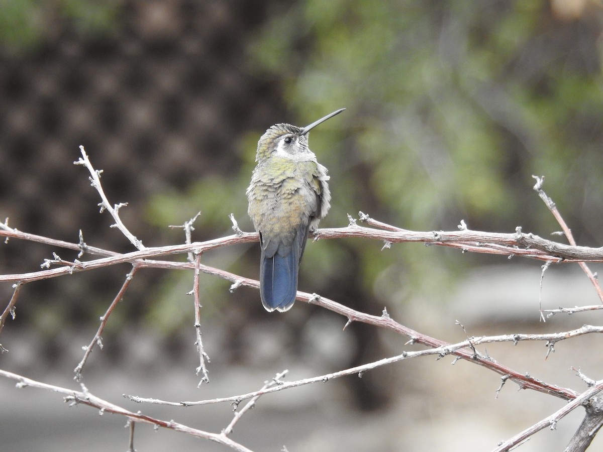 kolibřík blankytohrdlý - ML141678511