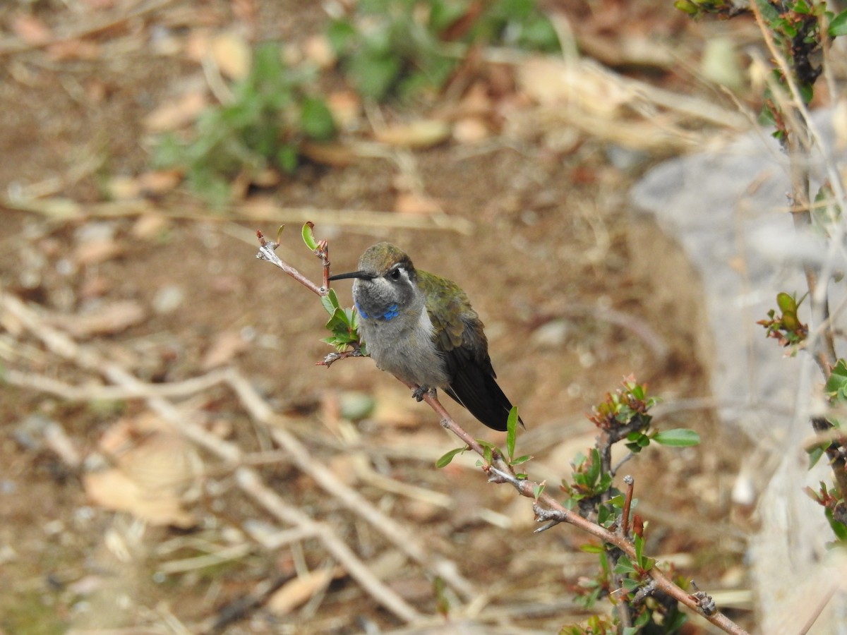 kolibřík blankytohrdlý - ML141678621