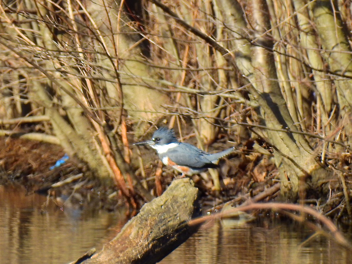 Belted Kingfisher - Emphe Ghie