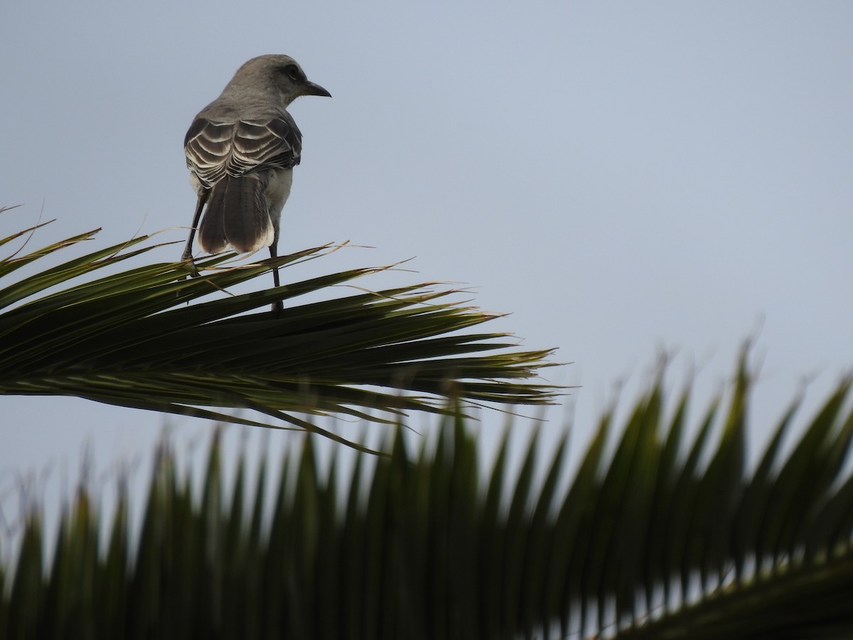 Tropical Mockingbird - carlos vasquez