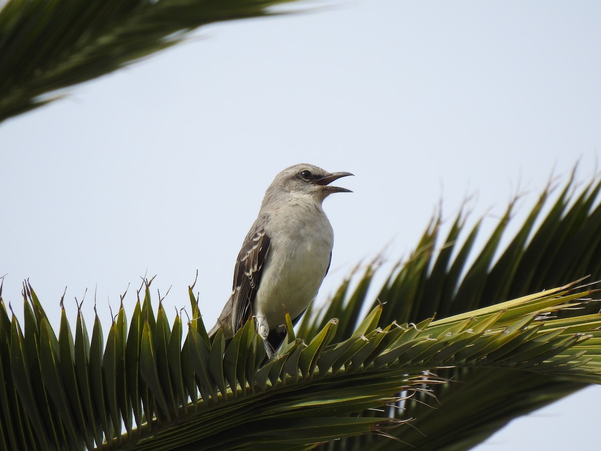 Tropical Mockingbird - carlos vasquez