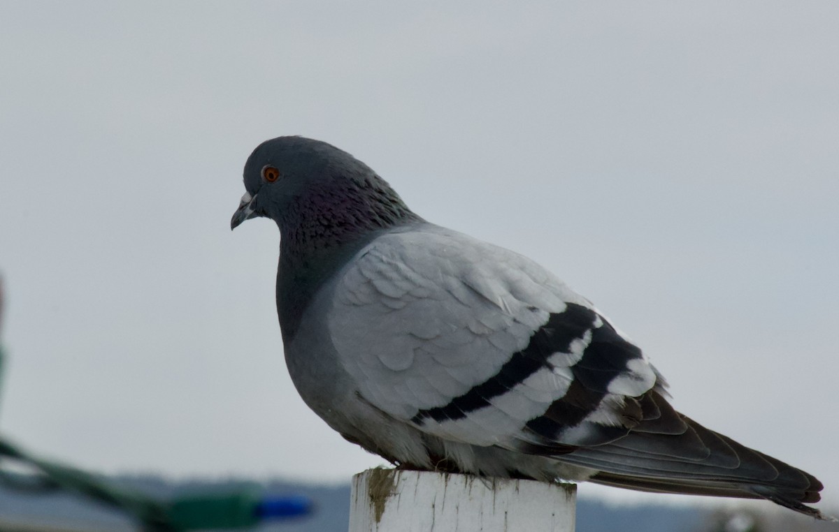 Rock Pigeon (Feral Pigeon) - James Turner