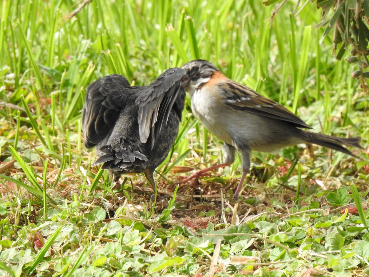 Rufous-collared Sparrow - carlos vasquez