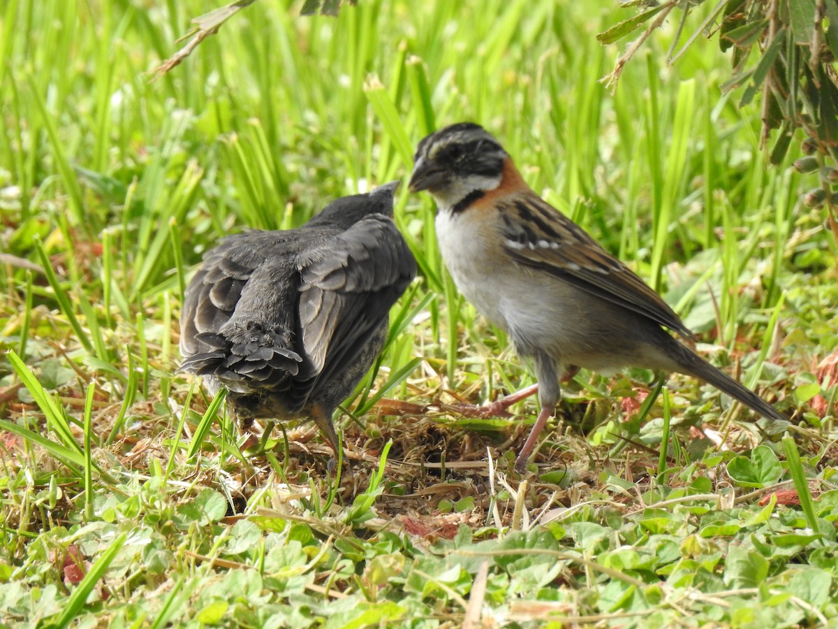 Rufous-collared Sparrow - ML141680591