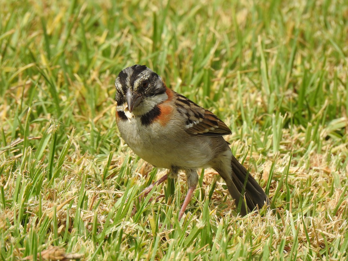 Rufous-collared Sparrow - ML141680601