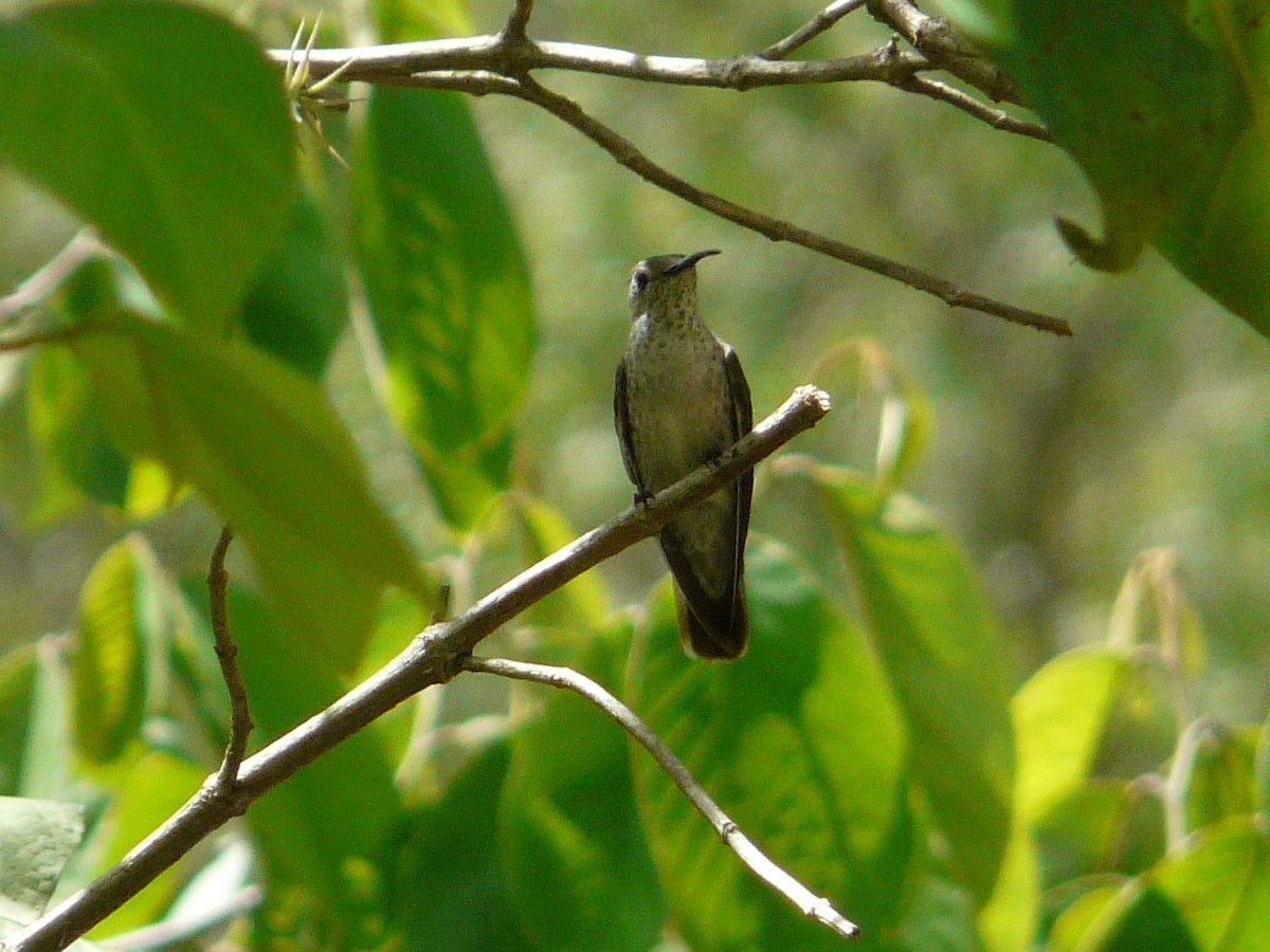 Spot-throated Hummingbird - Paul Suchanek