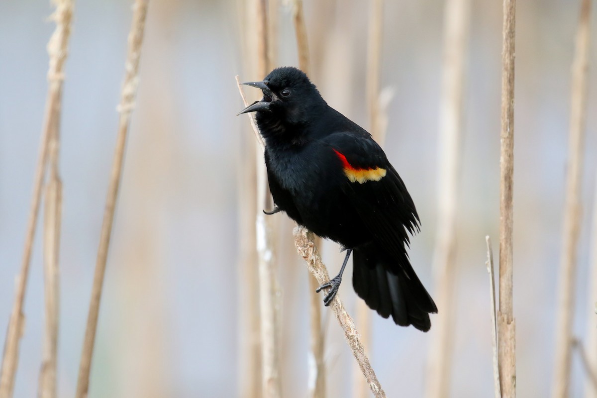 Red-winged Blackbird - Michael O'Brien