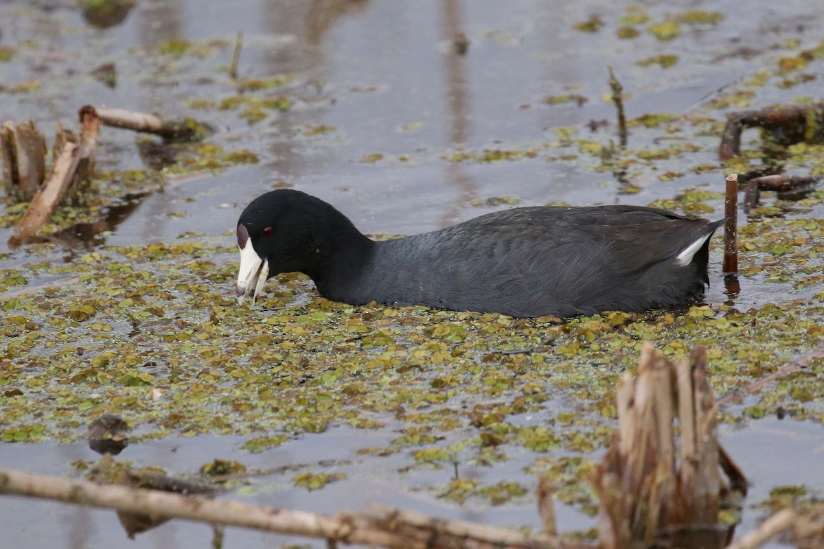American Coot (Red-shielded) - Michael O'Brien