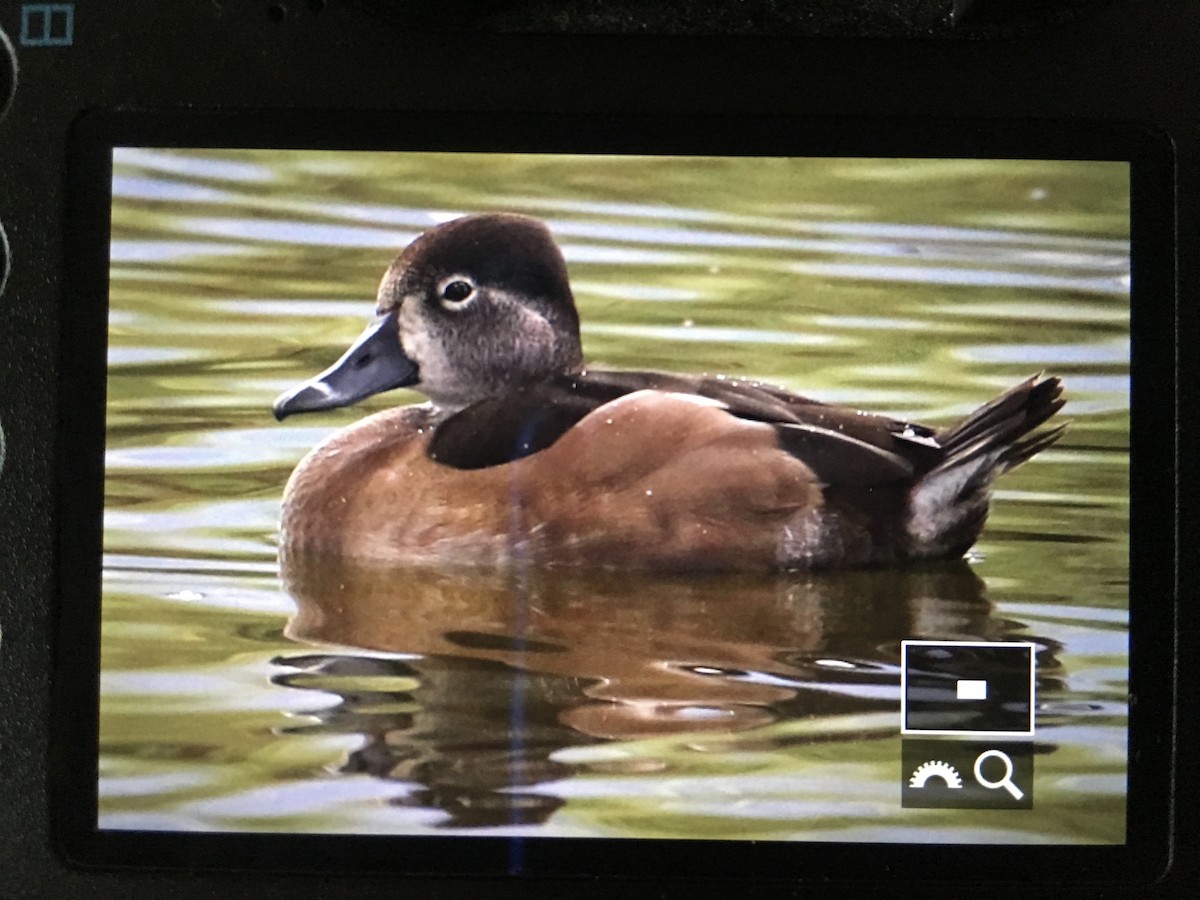 Ring-necked Duck - Jim Parrish