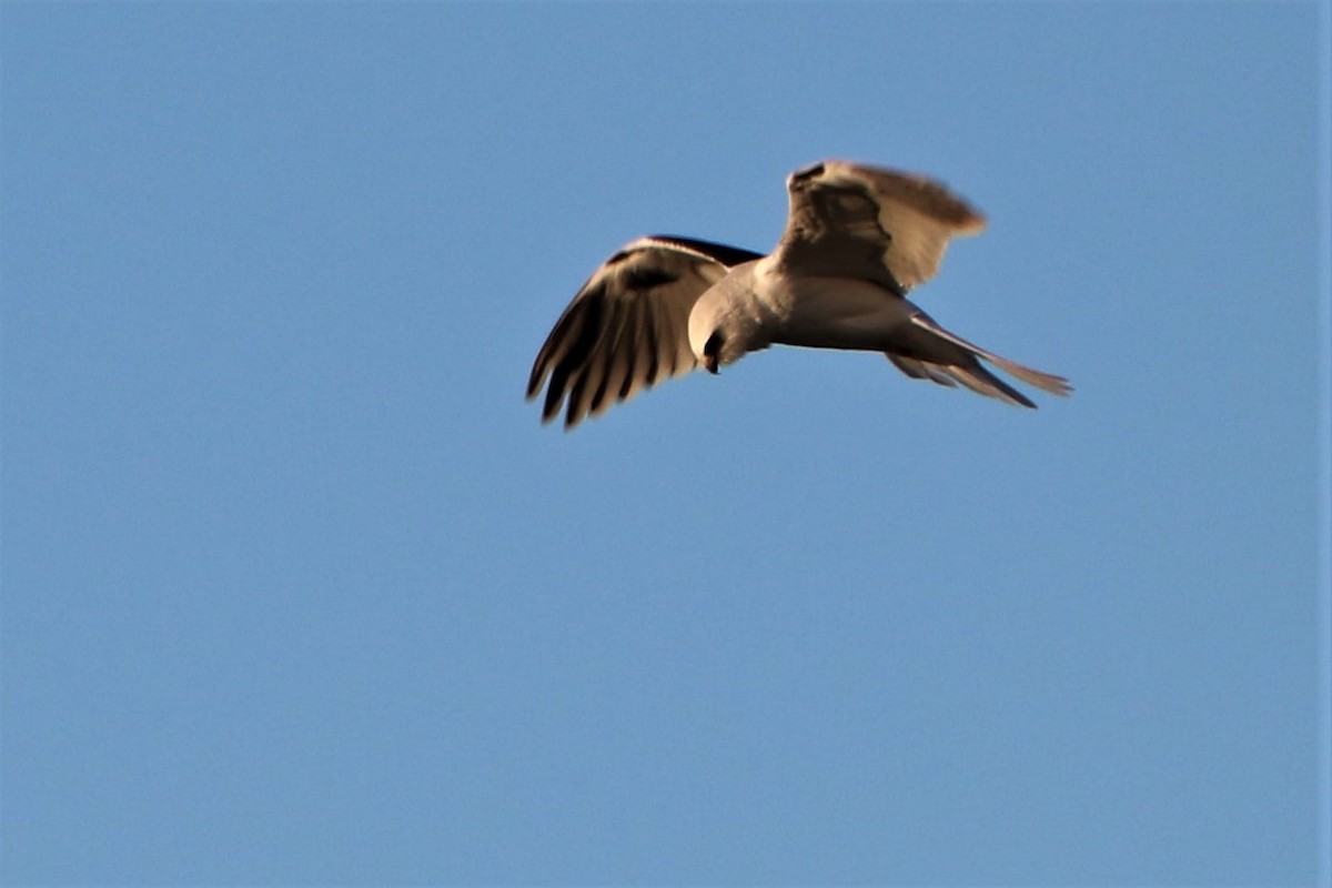 White-tailed Kite - Sara Masuda