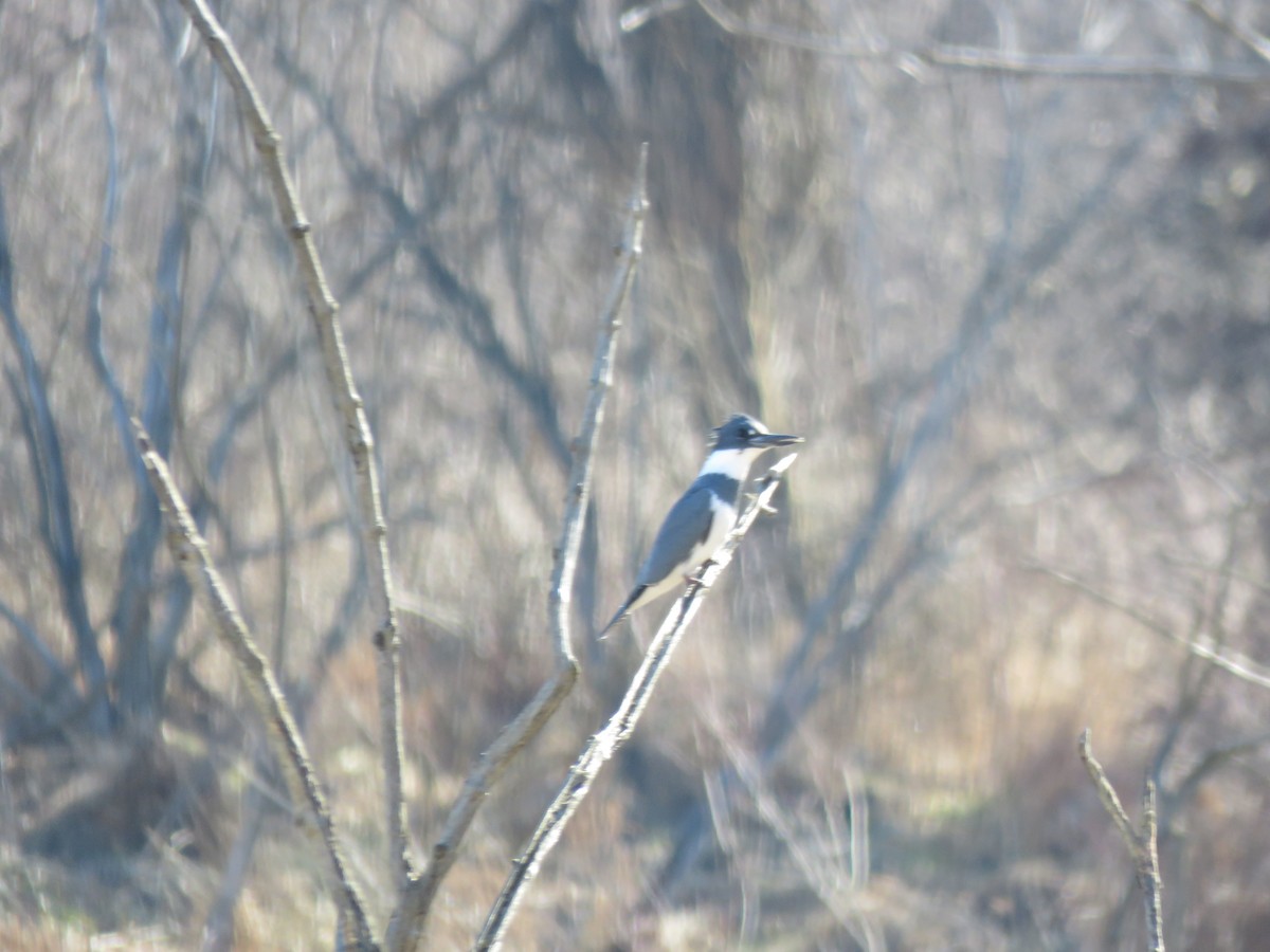 Belted Kingfisher - Jeanne Haury