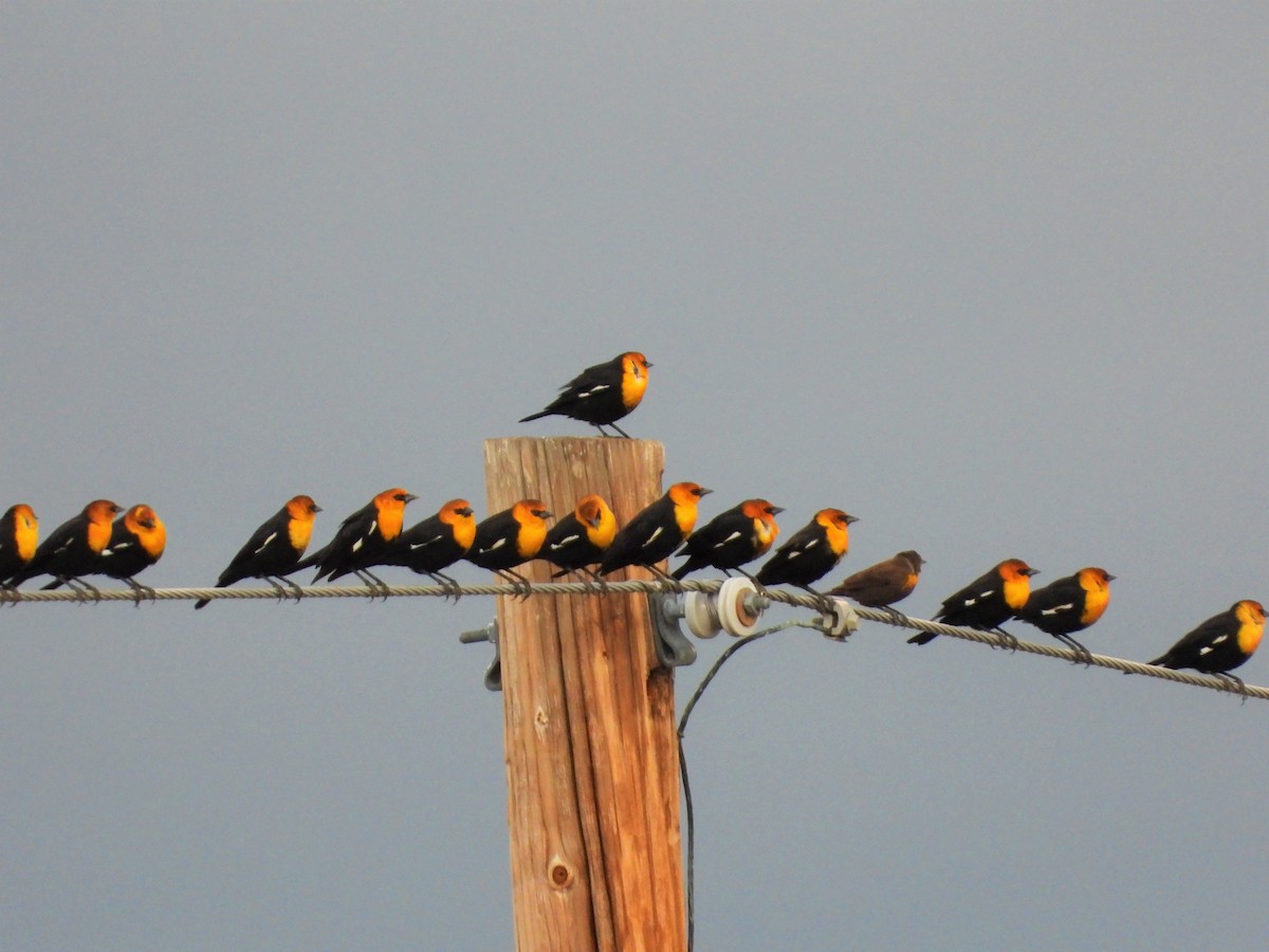 Yellow-headed Blackbird - Michael W. Sack