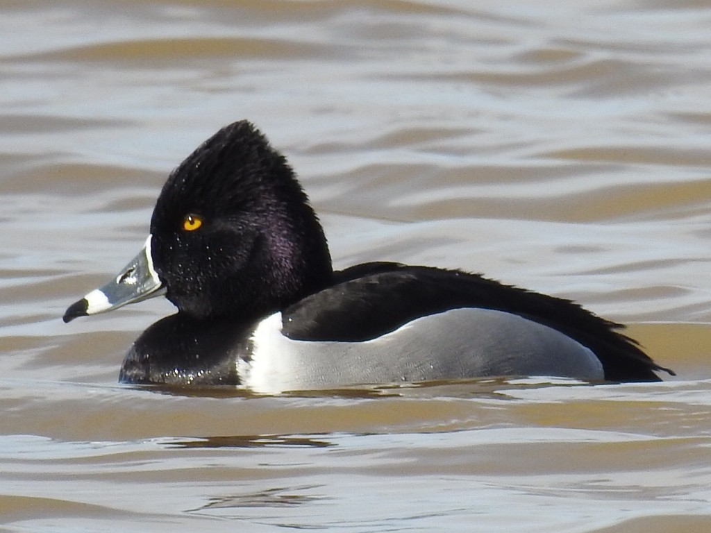 Ring-necked Duck - ML141685531