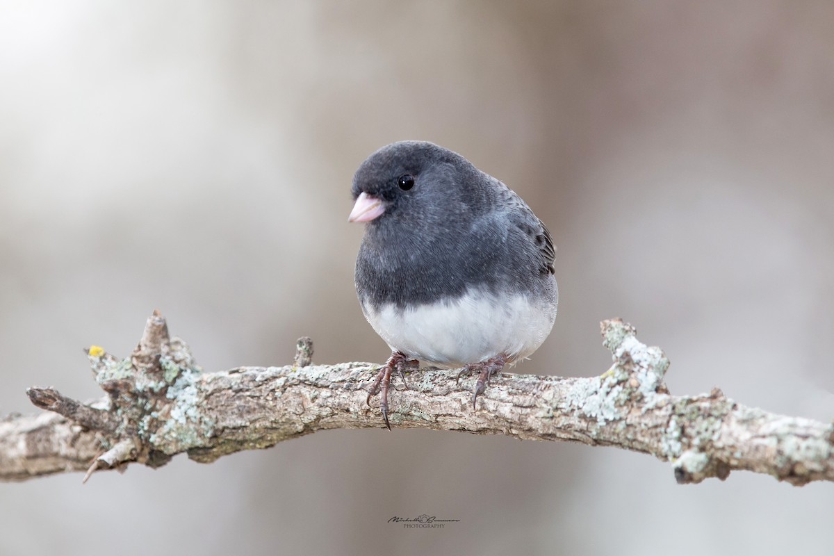 Dark-eyed Junco (Slate-colored) - Michelle Summers