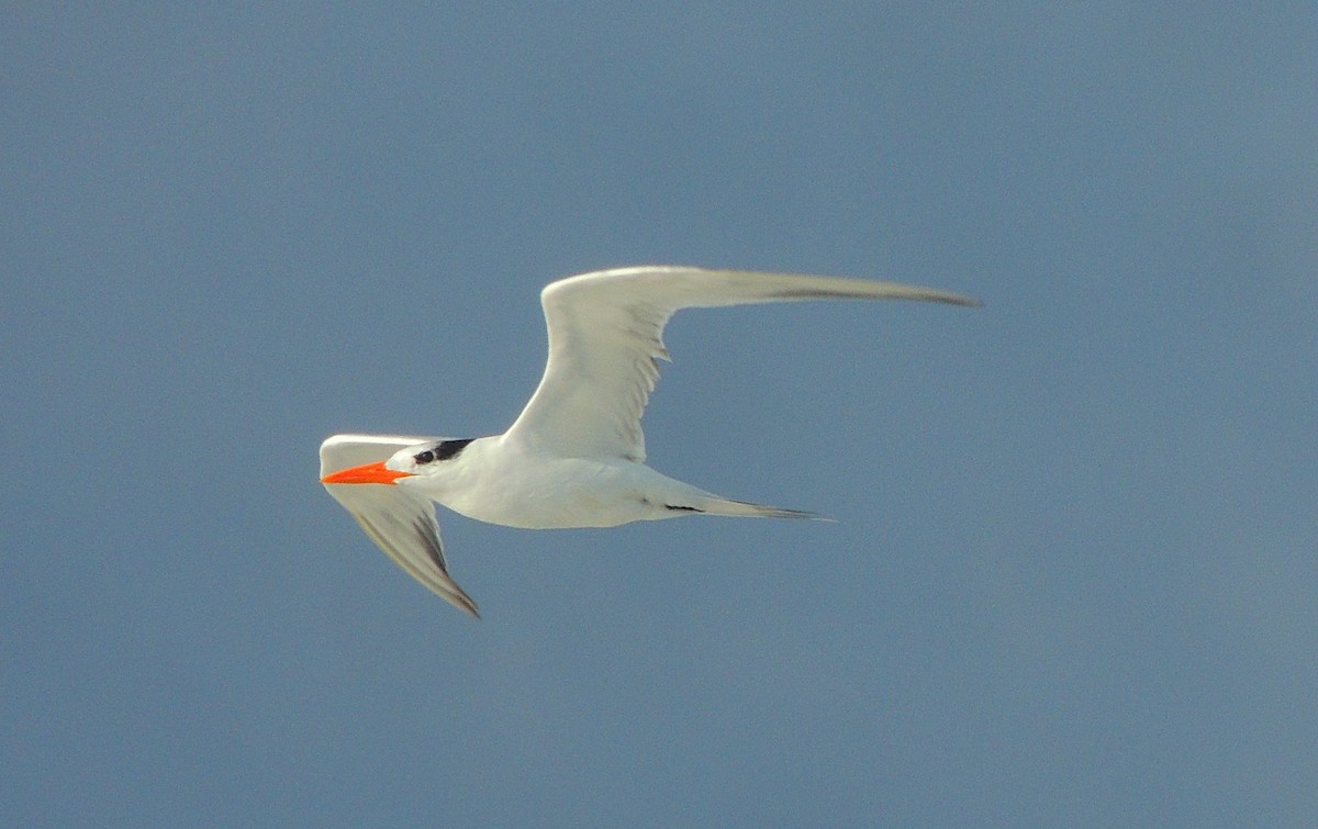 Royal Tern - Hebert Cruz