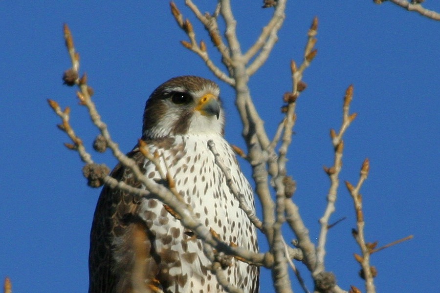Prairie Falcon - Jonathan Dowell