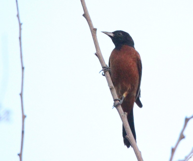 Orchard Oriole - ML141689251