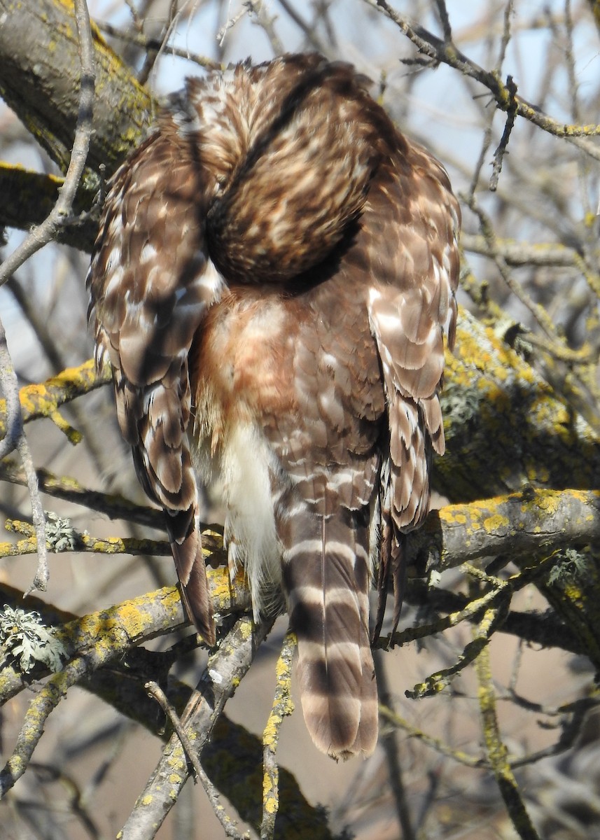 Red-shouldered Hawk - Barbara Peck