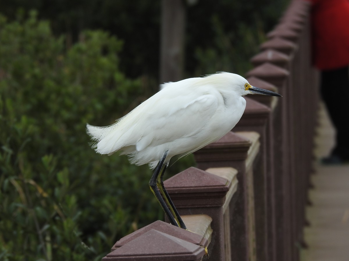 Snowy Egret - Jerry Koch