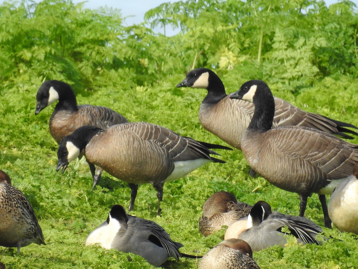 Cackling Goose (minima) - Barbara Peck