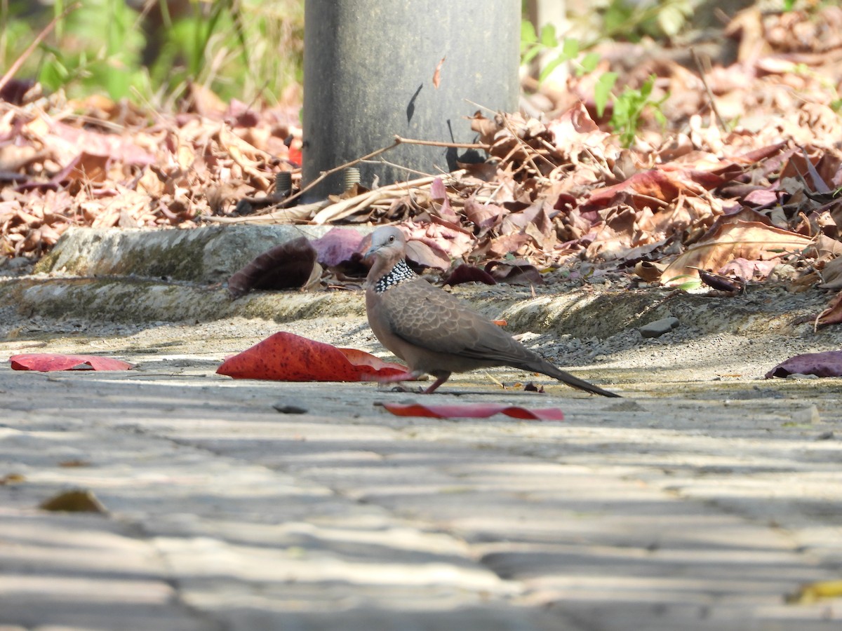 Spotted Dove (Eastern) - ML141690301
