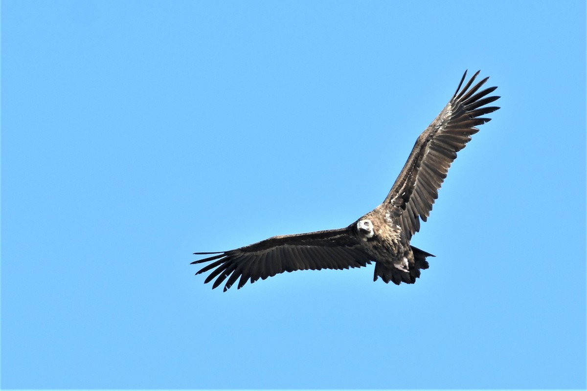 Cinereous Vulture - Haldun Savaş