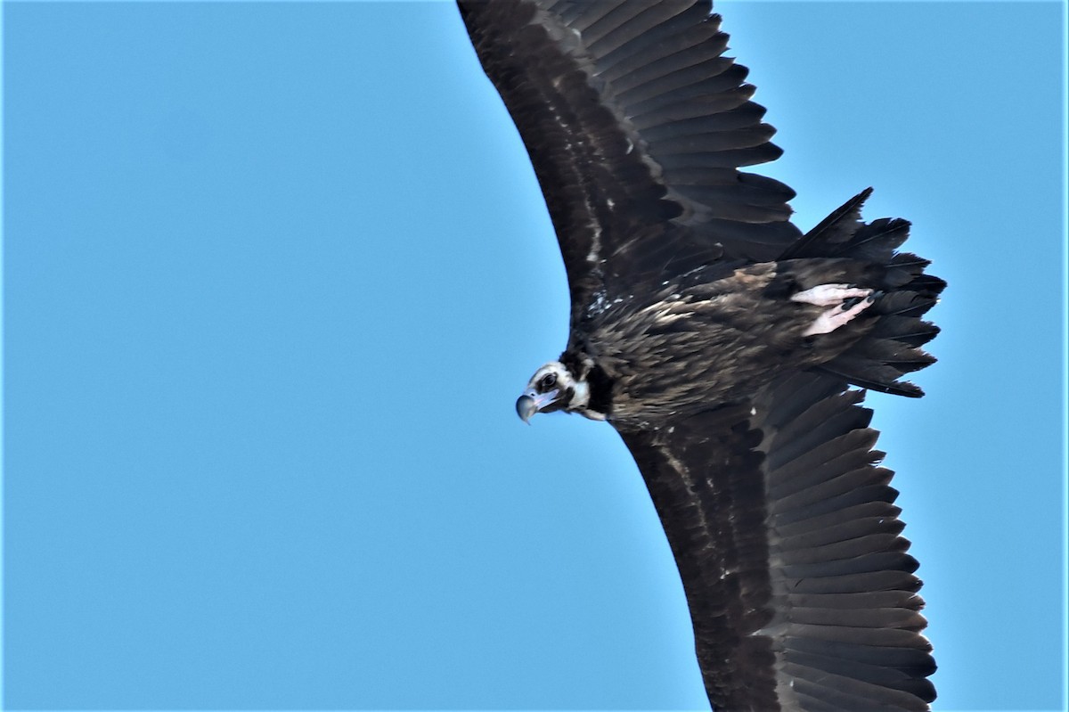 Cinereous Vulture - ML141690541