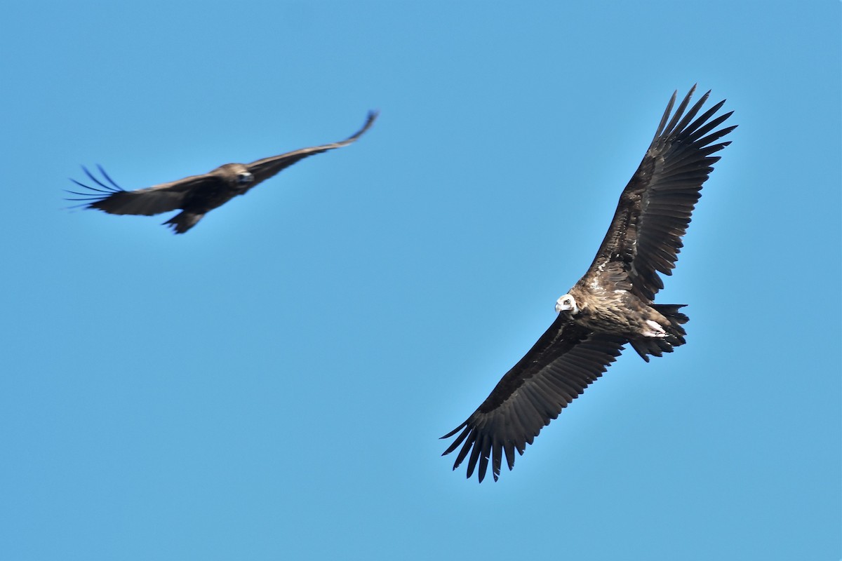 Cinereous Vulture - ML141690591
