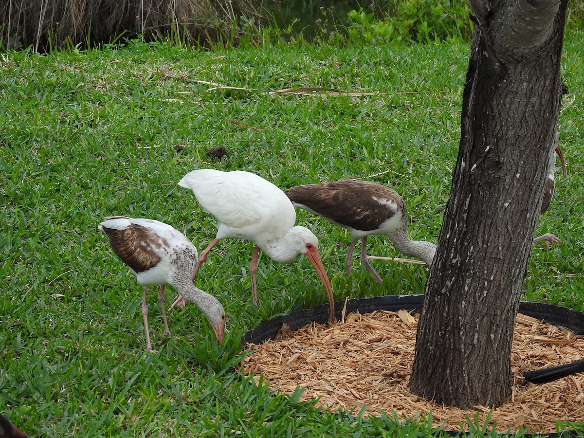 ibis bílý - ML141691081