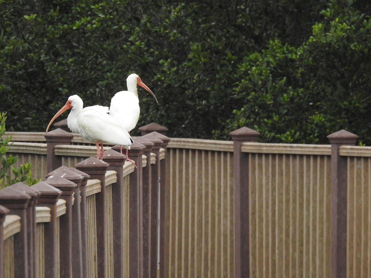 ibis bílý - ML141691251