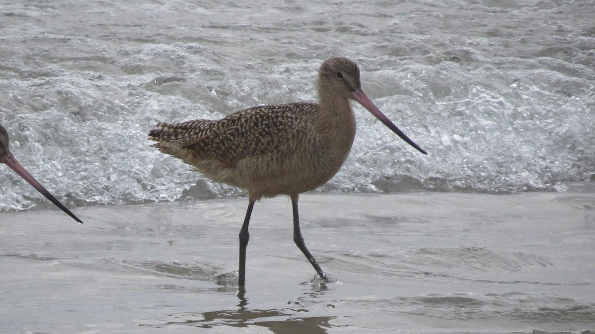 Marbled Godwit - Tommy Goodwin
