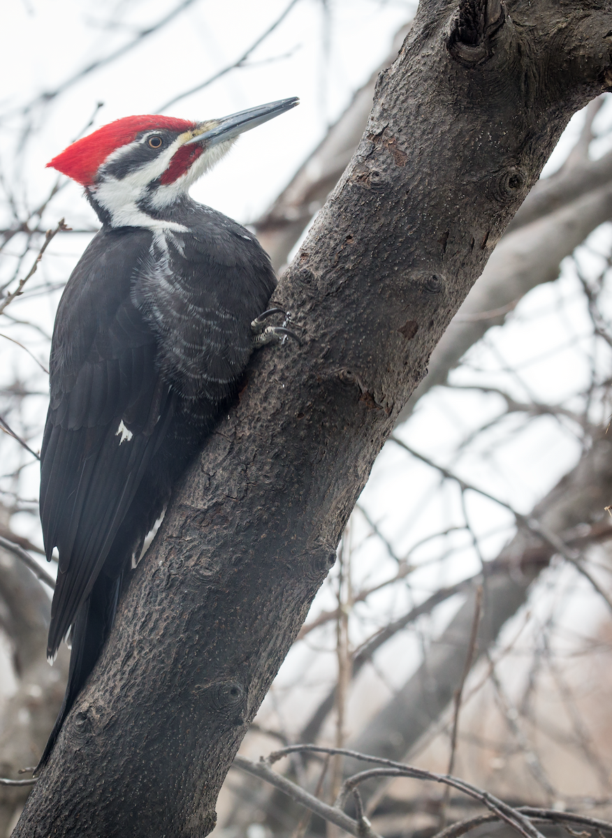 Pileated Woodpecker - John Corden