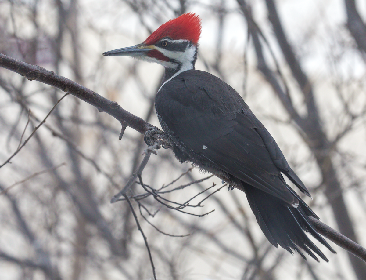 Pileated Woodpecker - Anonymous