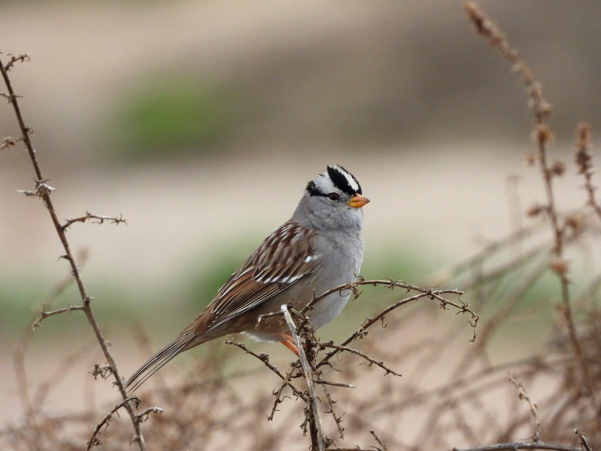 White-crowned Sparrow - ML141691431