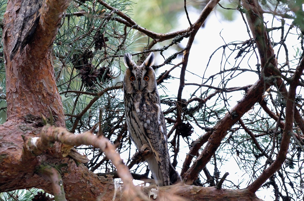 Long-eared Owl - Hans Norelius