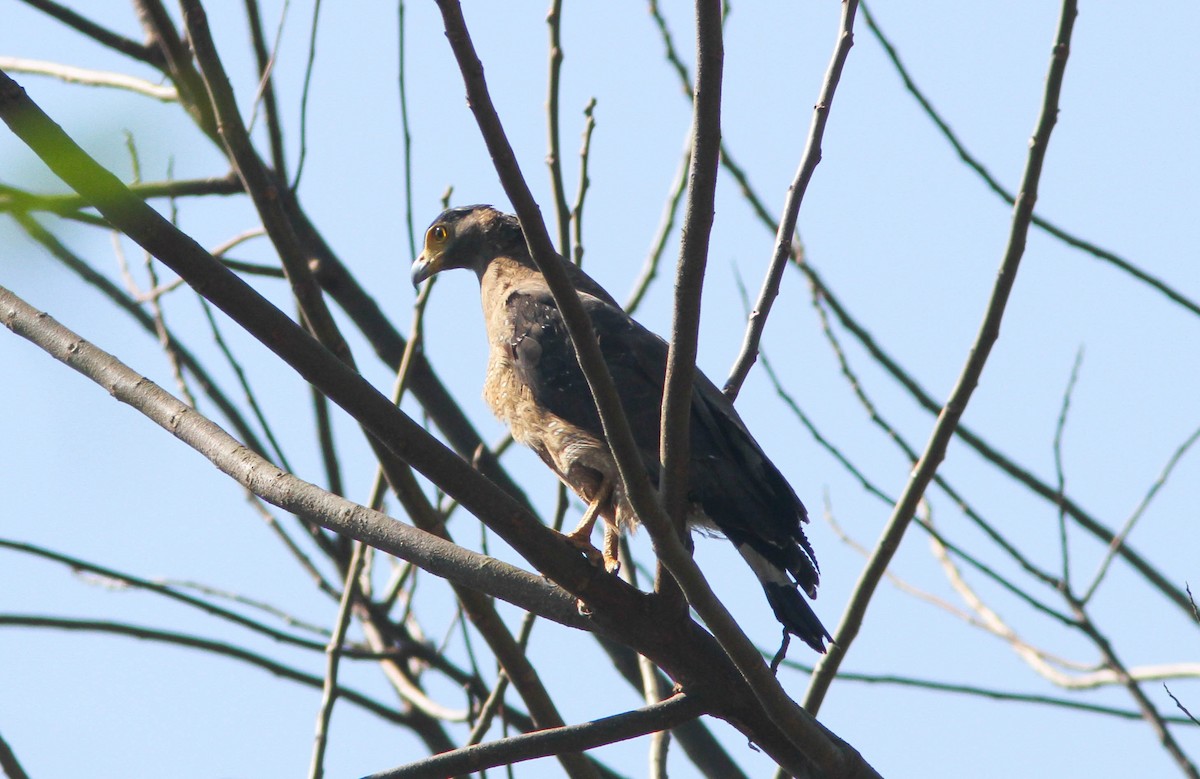 Crested Serpent-Eagle - Paul Hyde