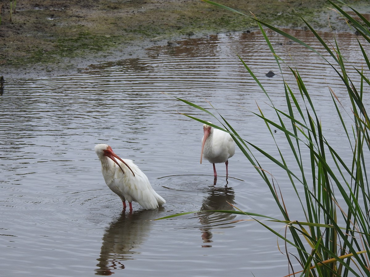 ibis bílý - ML141691591