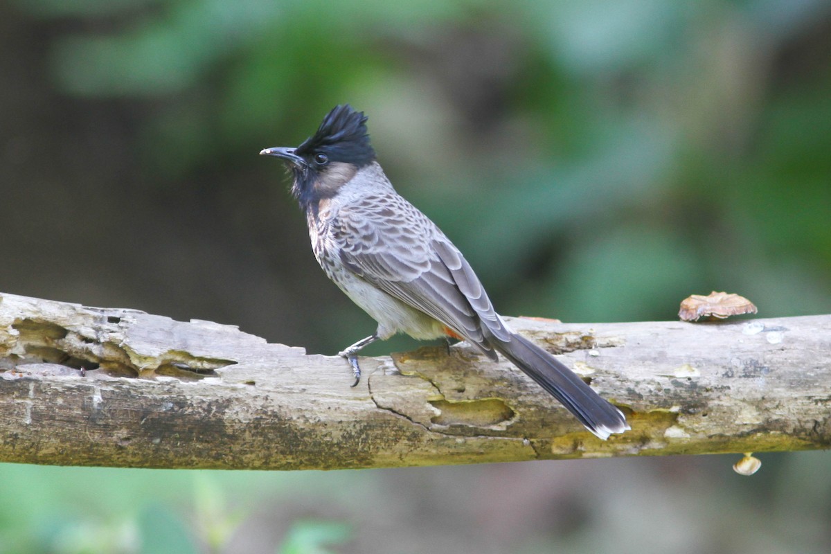 Red-vented Bulbul - ML141691601