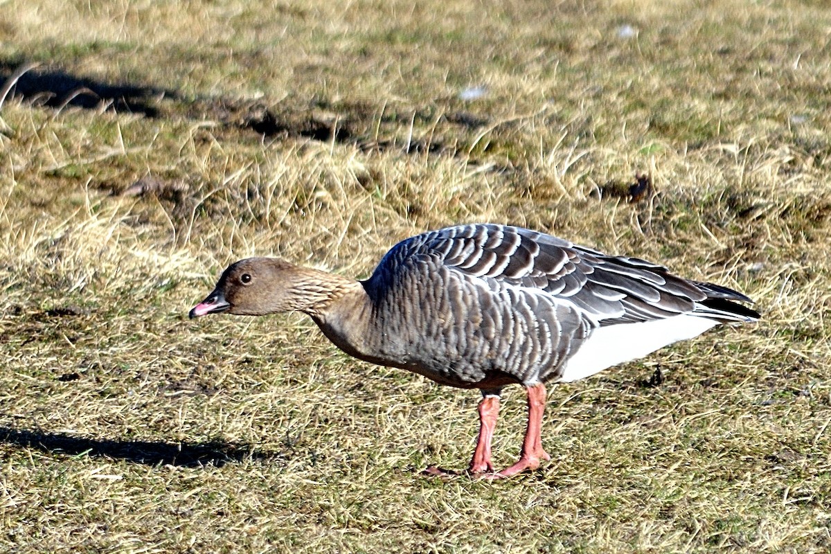 Pink-footed Goose - Hans Norelius