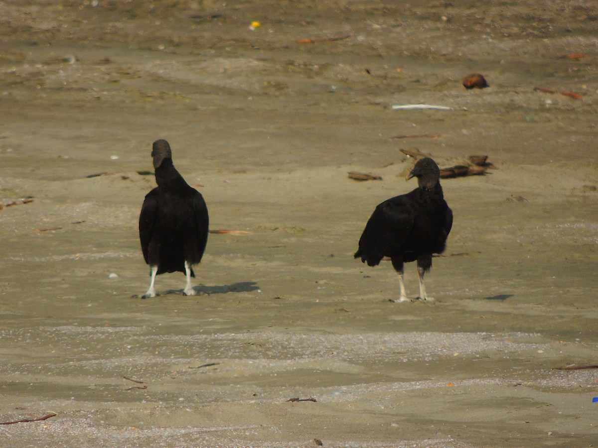 Black Vulture - ML141692011