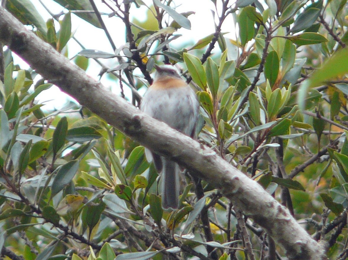 Rufous-breasted Chat-Tyrant - Paul Suchanek