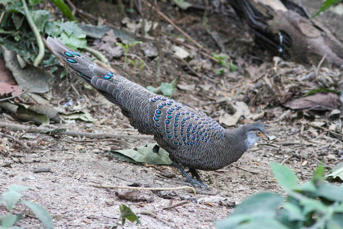 Gray Peacock-Pheasant - Paul Hyde