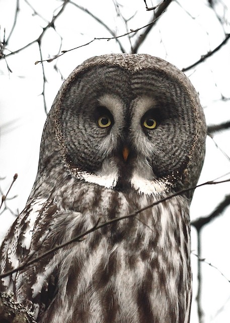 Possible confusion species: Great Gray Owl (<em class="SciName notranslate">Strix nebulosa</em>). - Great Gray Owl - 