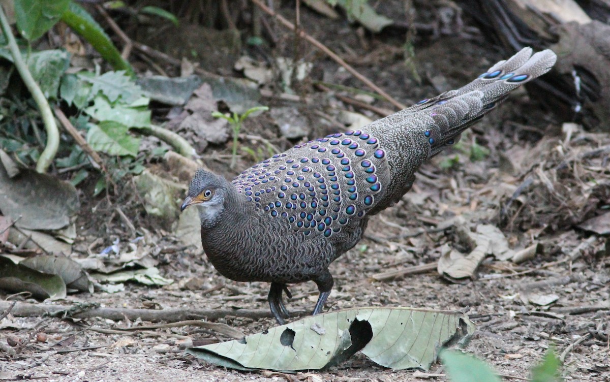 Gray Peacock-Pheasant - ML141692841