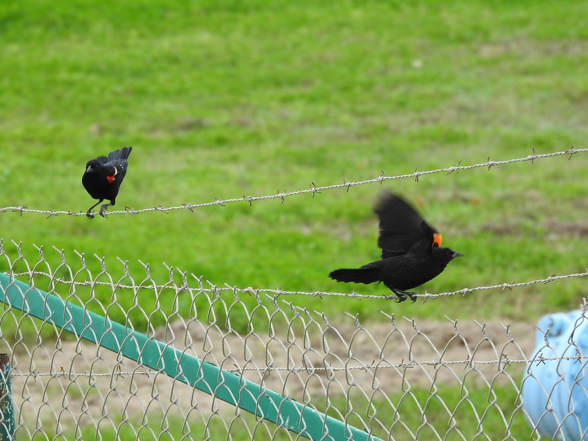 Red-winged Blackbird - Jerry Koch