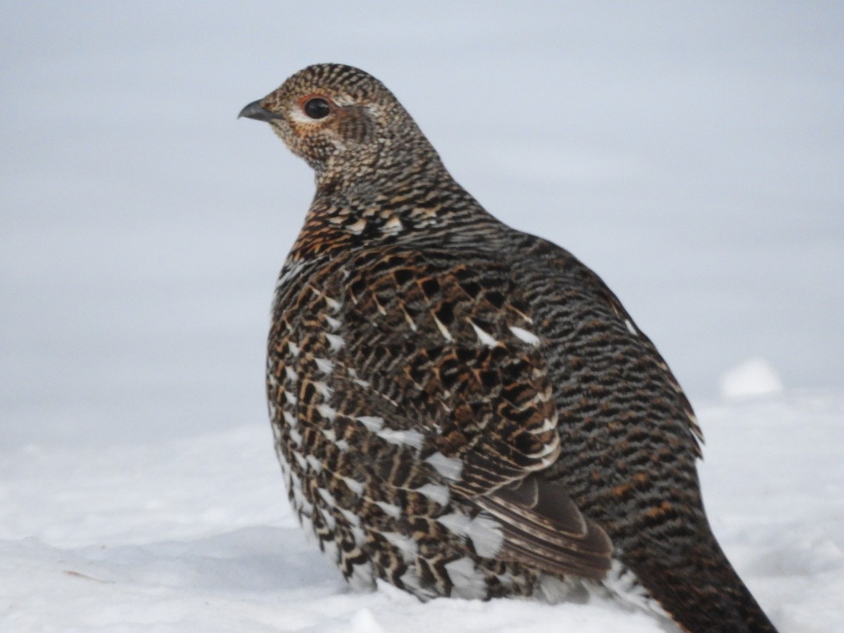 Spruce Grouse - Terry Dreves